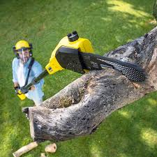 Best Lawn Mowing  in Washington, NC