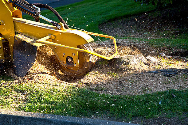 Best Sod Installation  in Washington, NC