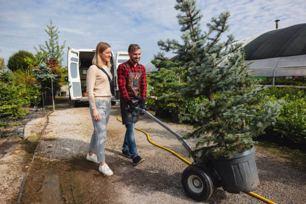 Best Root Management and Removal  in Washington, NC